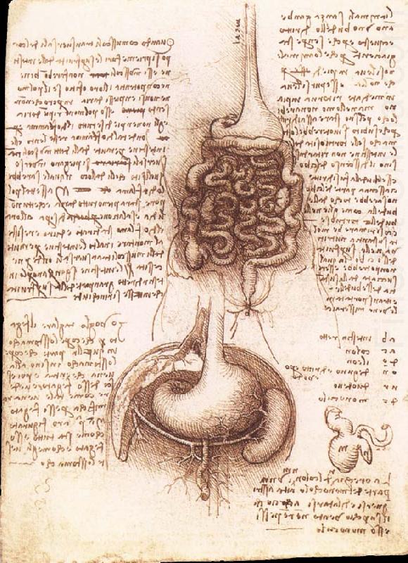 LEONARDO da Vinci Anatomical drawing of the stomach and the intestine china oil painting image